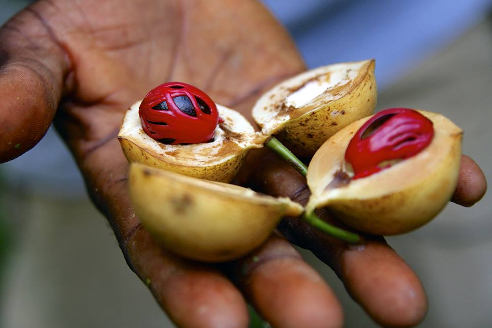 ZANZIBAR SPICE TOUR