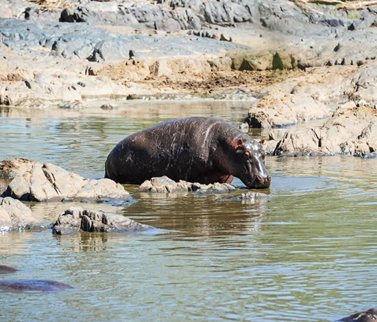 SAADANI NATIONAL PARK