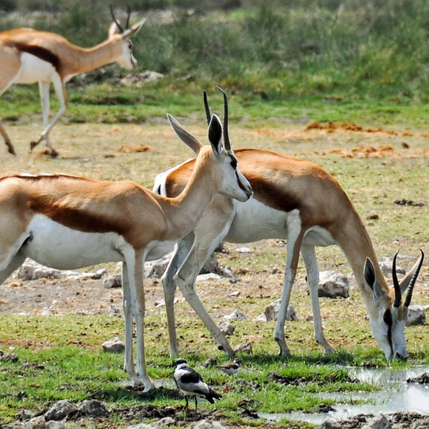 ARUSHA NATIONAL PARK