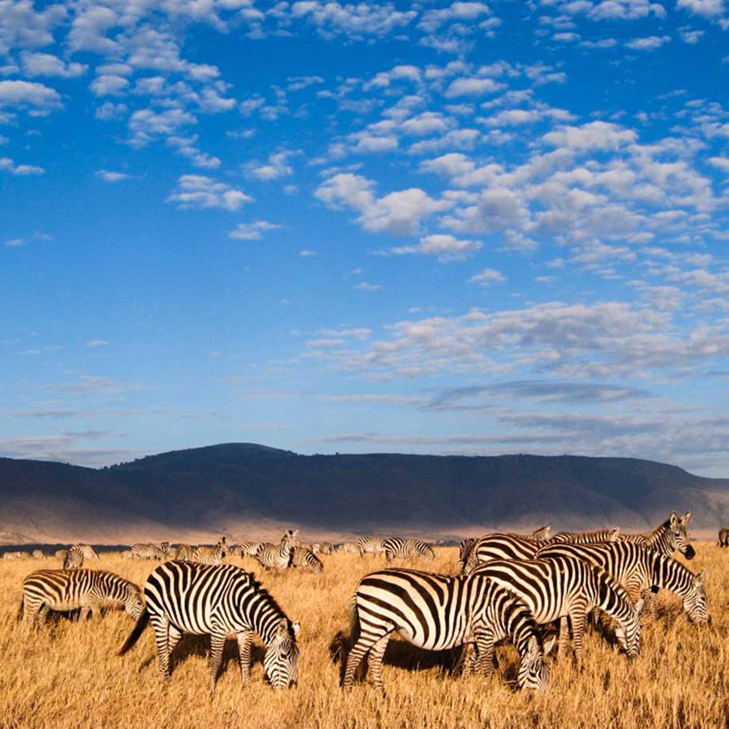 NGORONGORO CONSERVATION AREA