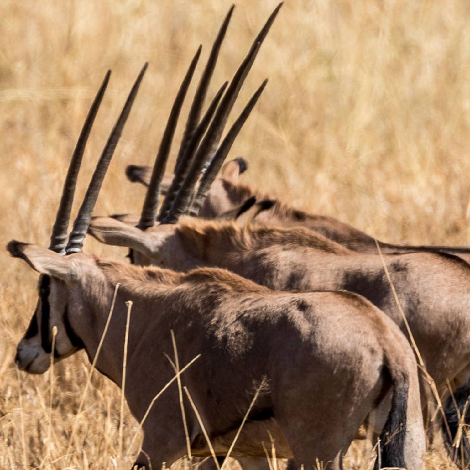 TARANGIRE NATIONAL PARK