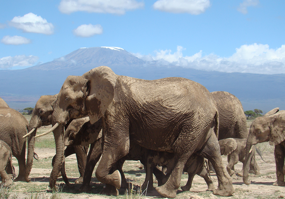 KILIMANJARO NATIONAL PARK