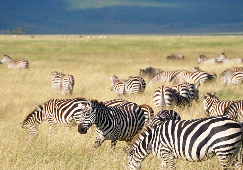 NGORONGORO CONSERVATION AREA