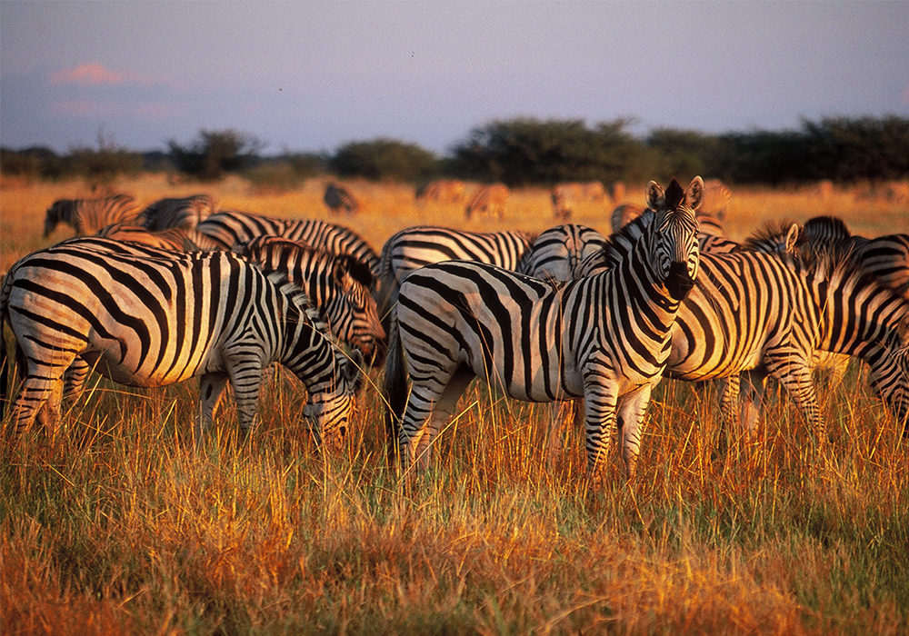 SERENGETI NATIONAL PARK