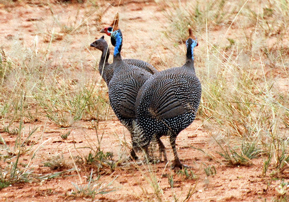 TARANGIRE NATIONAL PARK