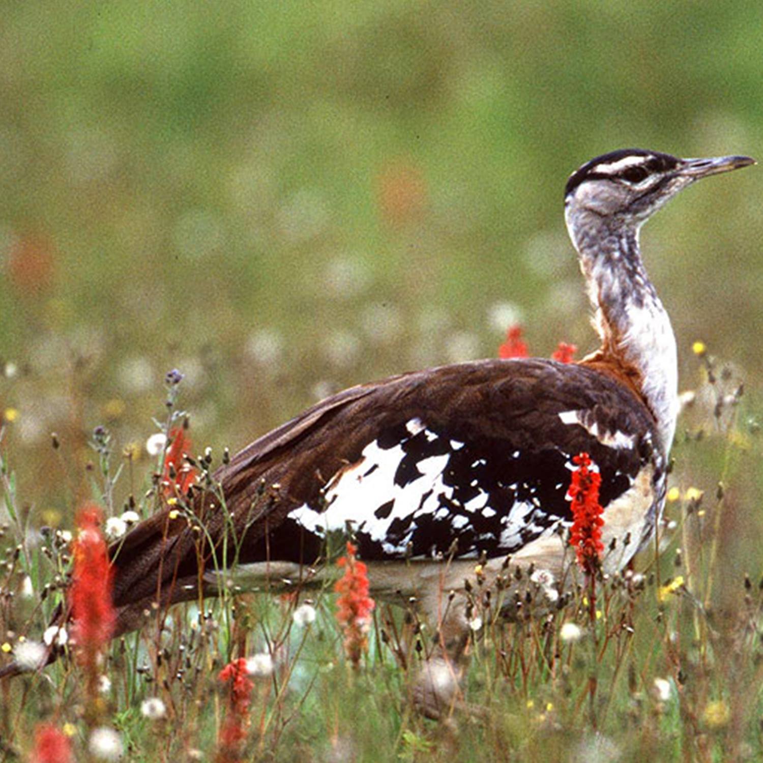 KITULO NATIONAL PARK