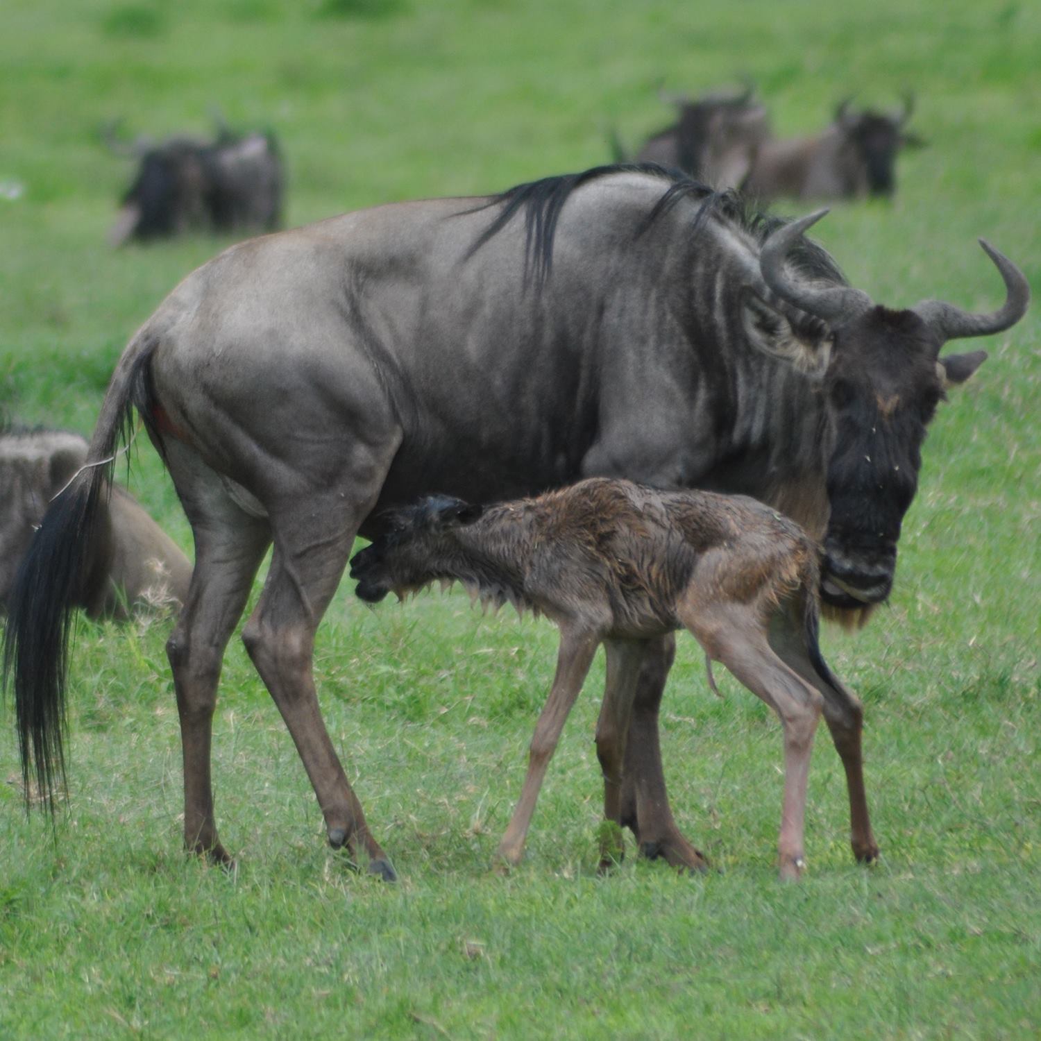 MIKUMI NATIONAL PARK