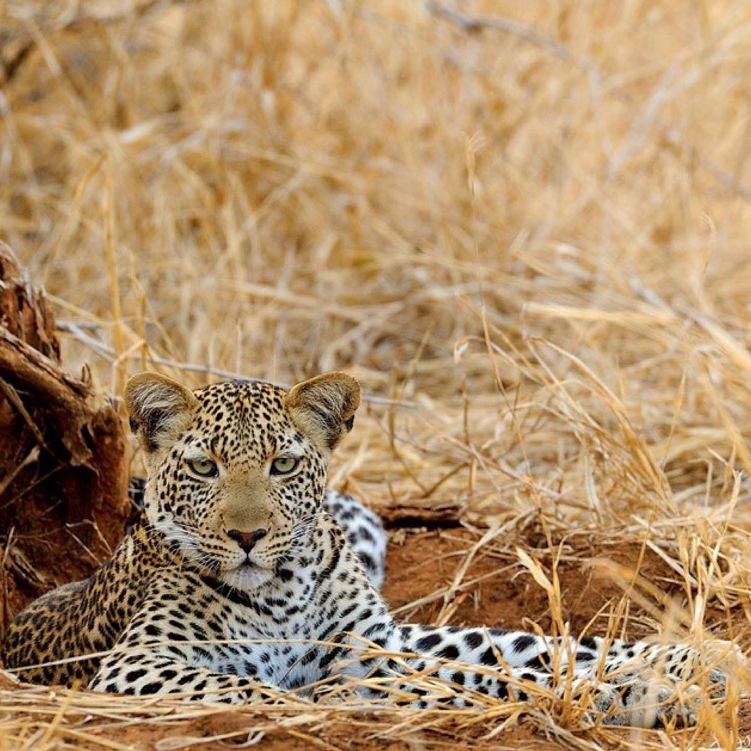 RUAHA NATIONAL PARK