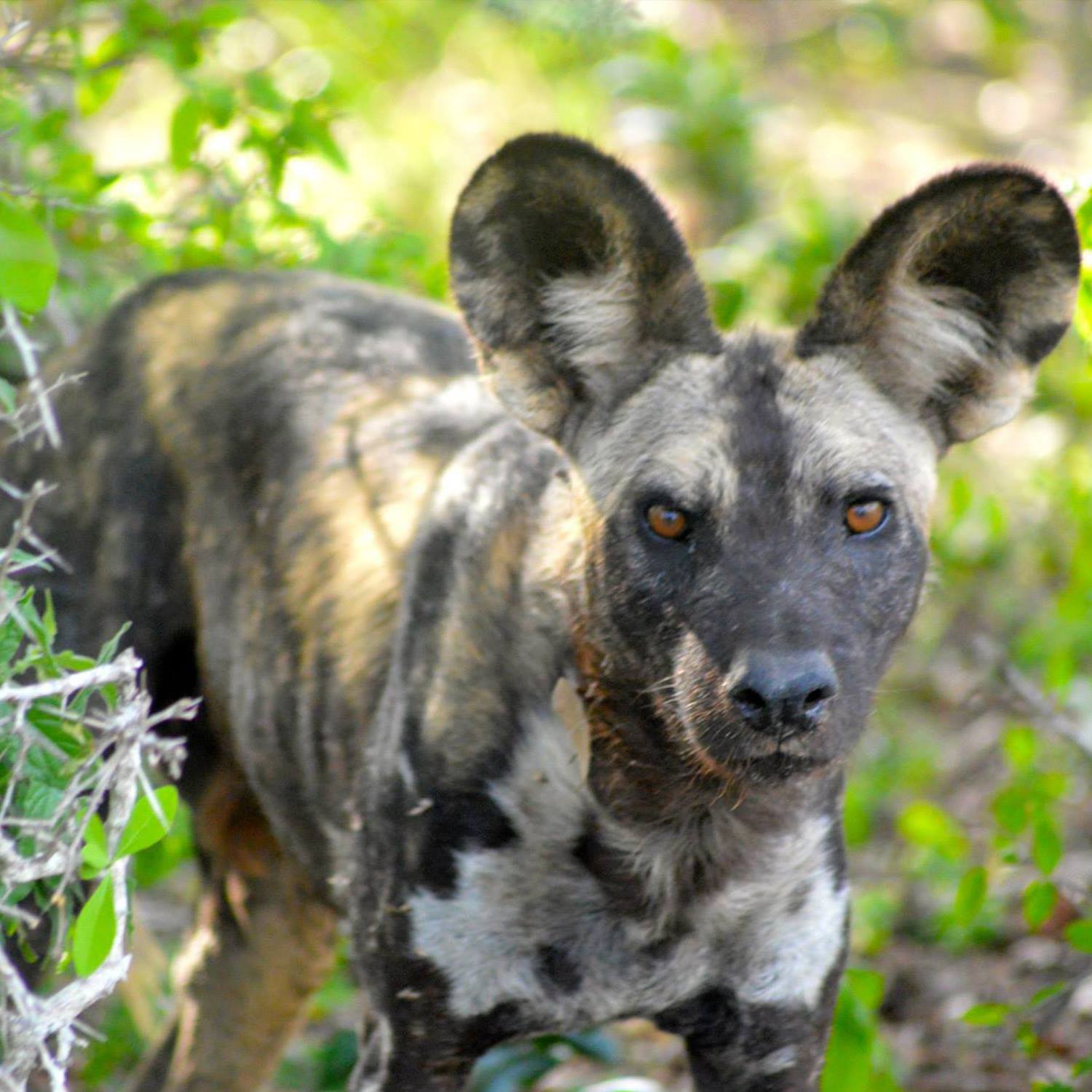 SELOUS GAME RESERVE