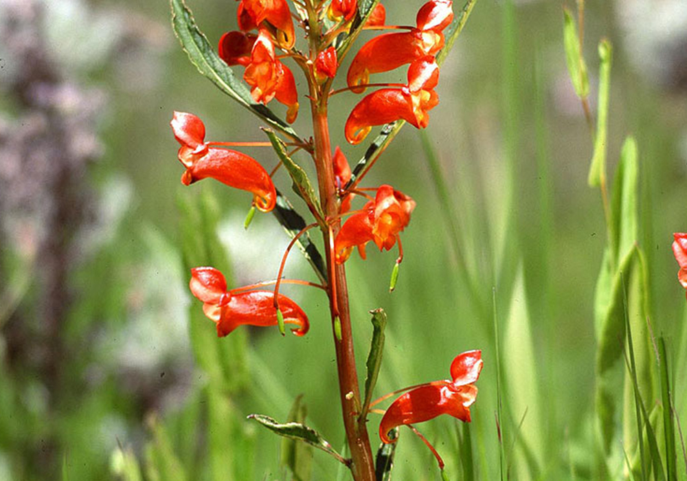 KITULO NATIONAL PARK