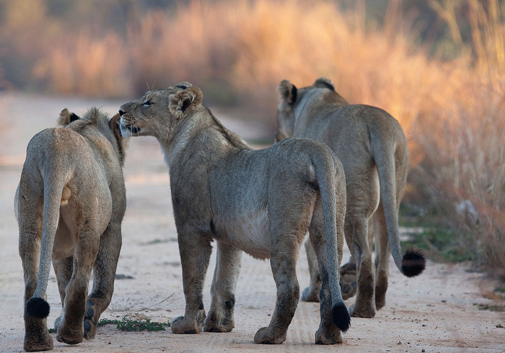 MIKUMI NATIONAL PARK