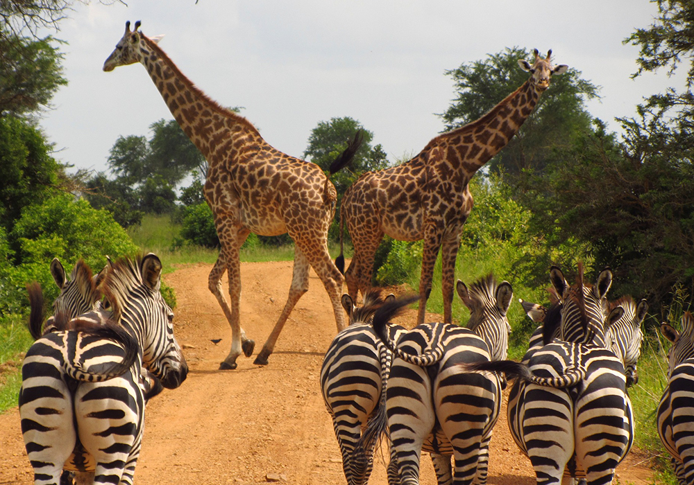 MIKUMI NATIONAL PARK