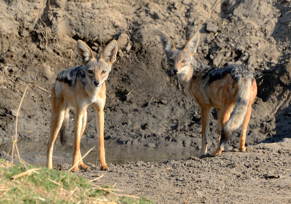 RUAHA NATIONAL PARK