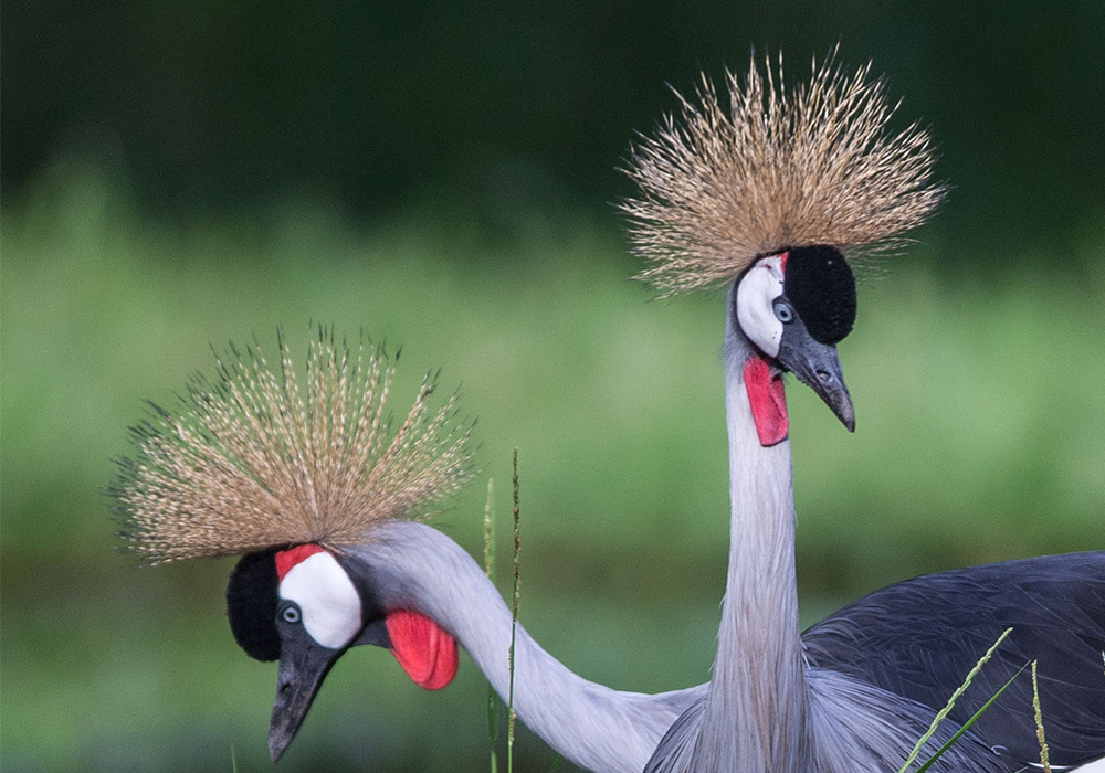 RUAHA NATIONAL PARK