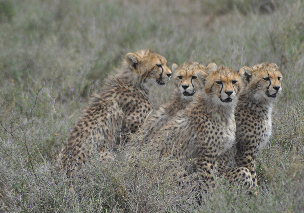 SELOUS GAME RESERVE