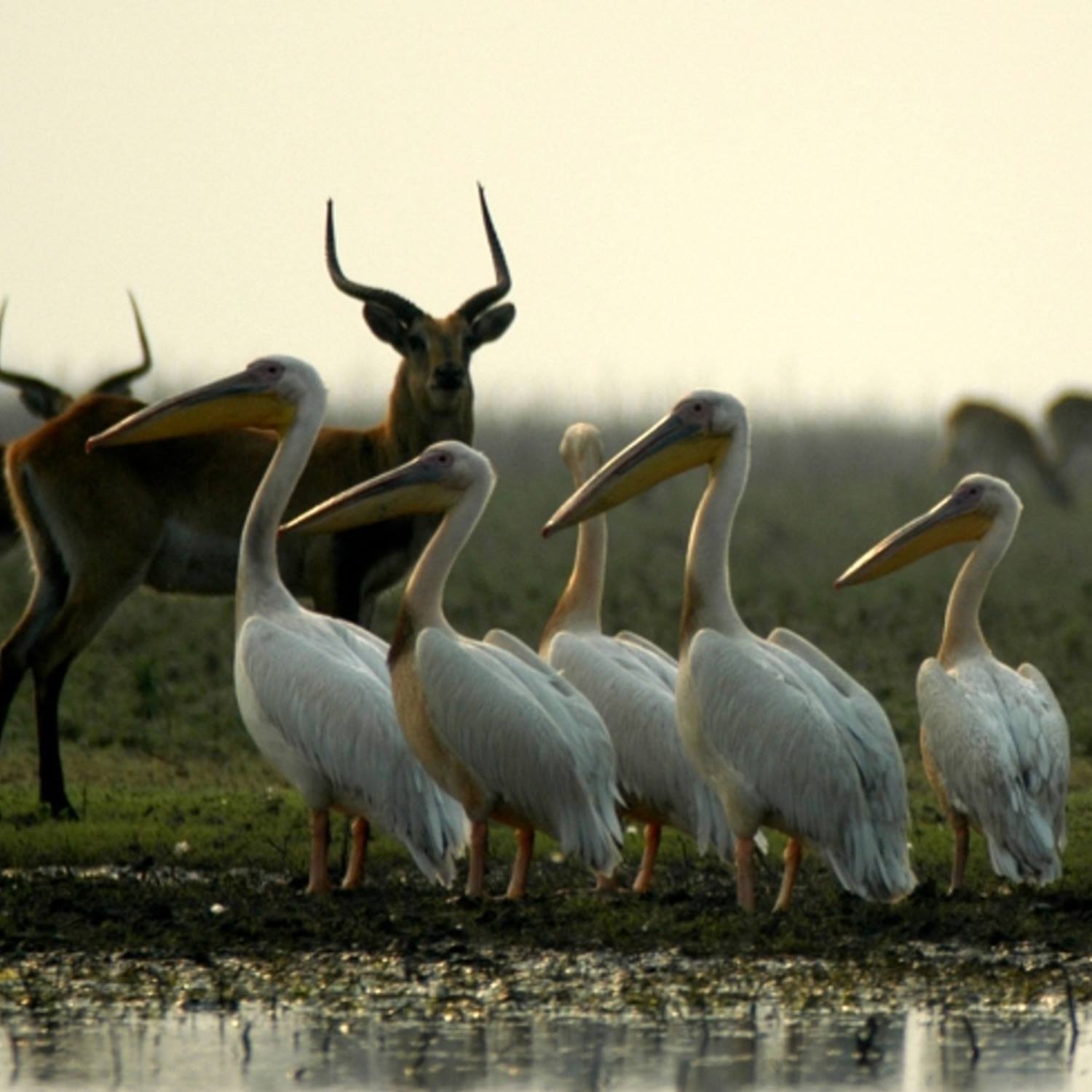 TANZANIA EASTERN SAFARIS