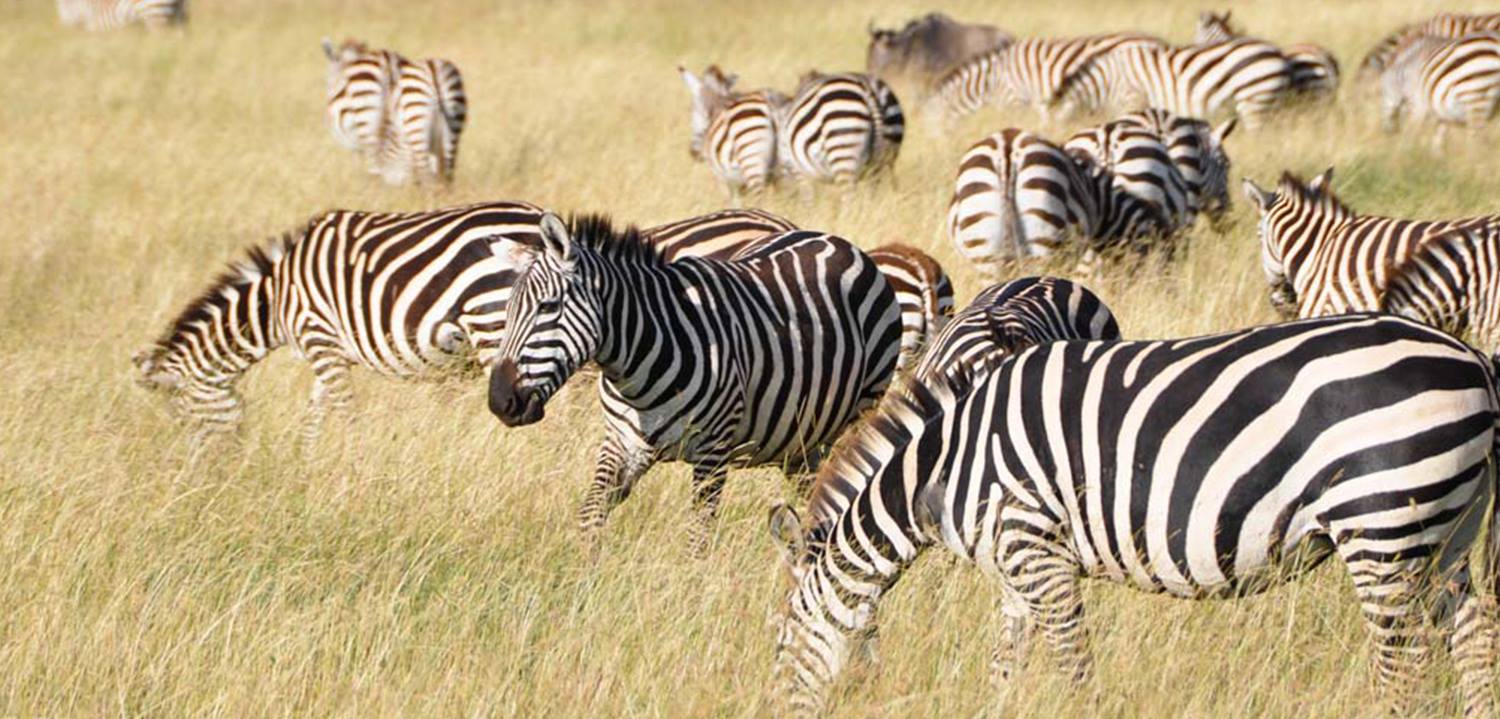 TANZANIA NORTHERN SAFARIS