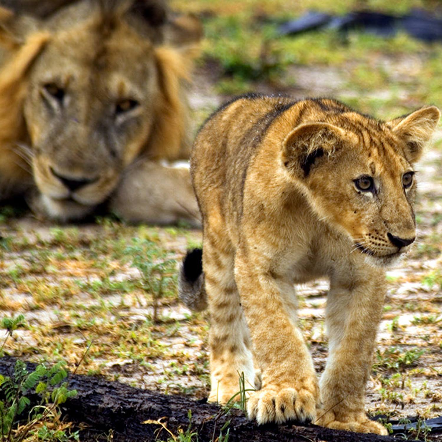 TANZANIA SOUTHERN SAFARIS