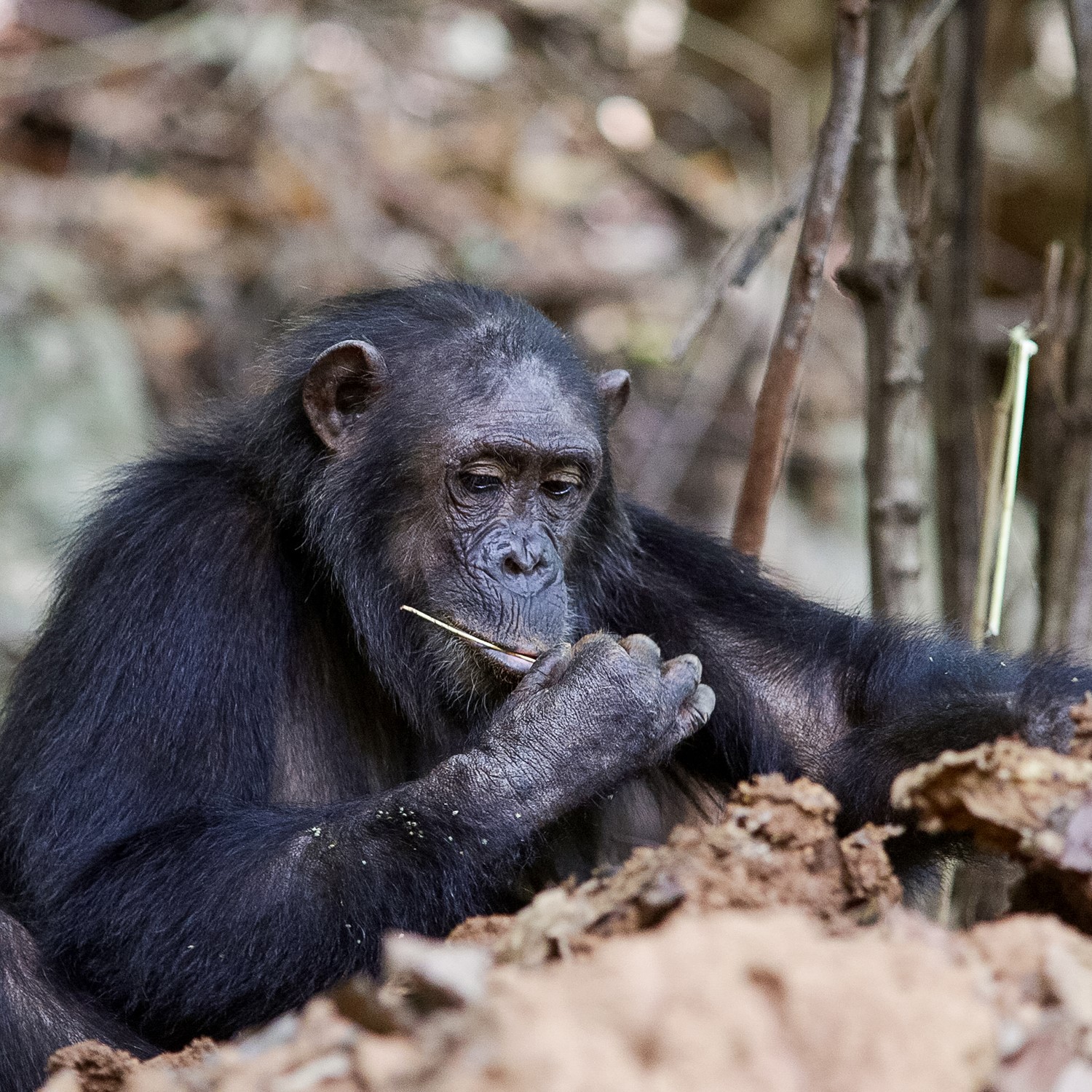 GOMBE STREAM NATIONAL PARK