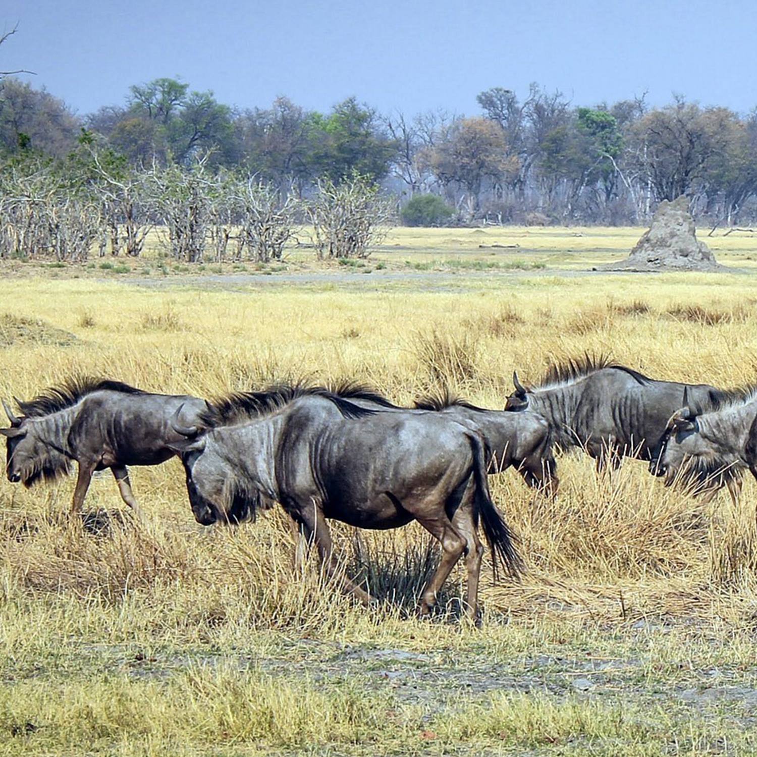 KATAVI NATIONAL PARK