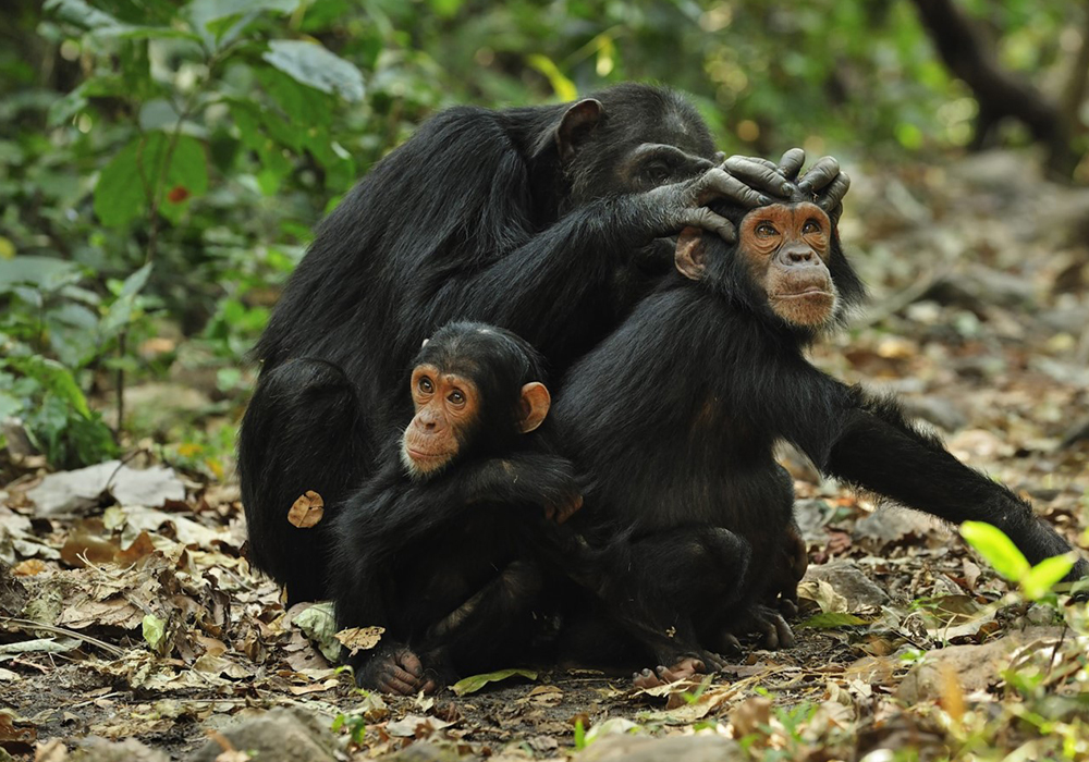 GOMBE STREAM NATIONAL PARK