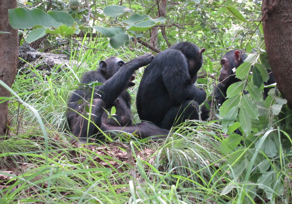 GOMBE STREAM NATIONAL PARK