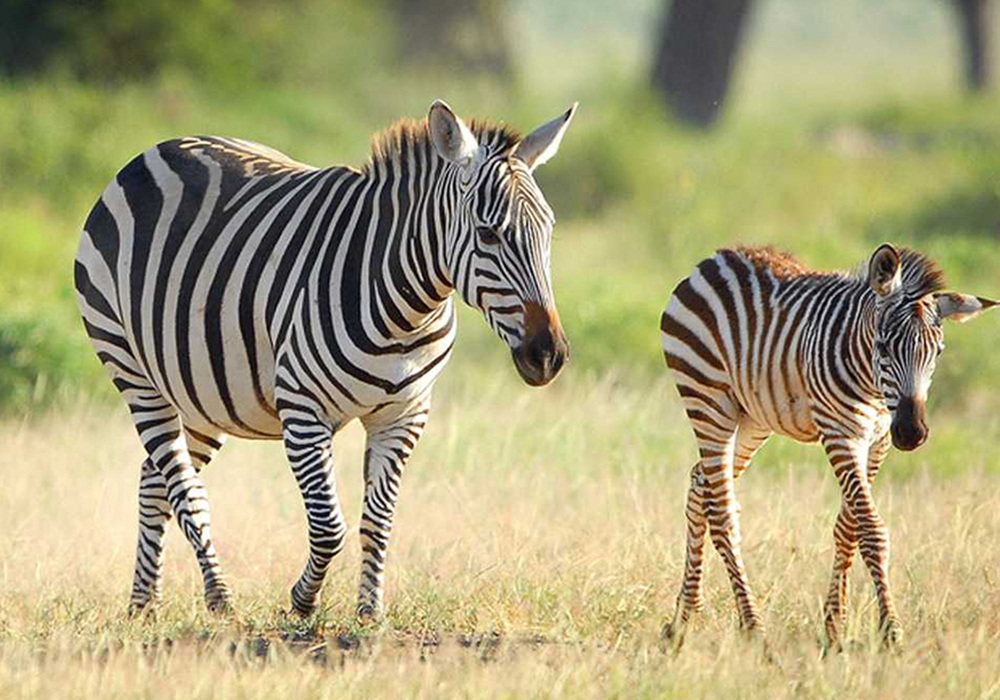 KATAVI NATIONAL PARK