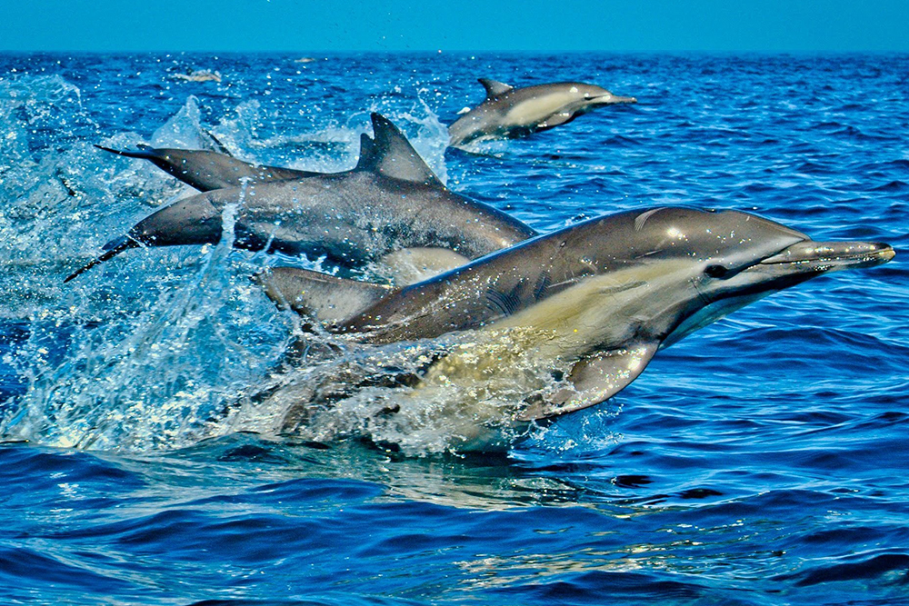 Kizimkazi Dolphin Tour in Zanzibar