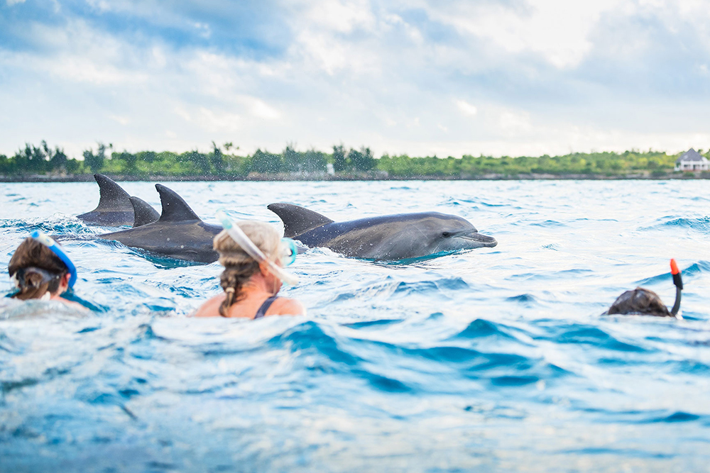 Kizimkazi Dolphin Tour in Zanzibar