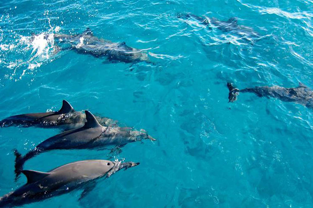 Kizimkazi Dolphin Tour in Zanzibar