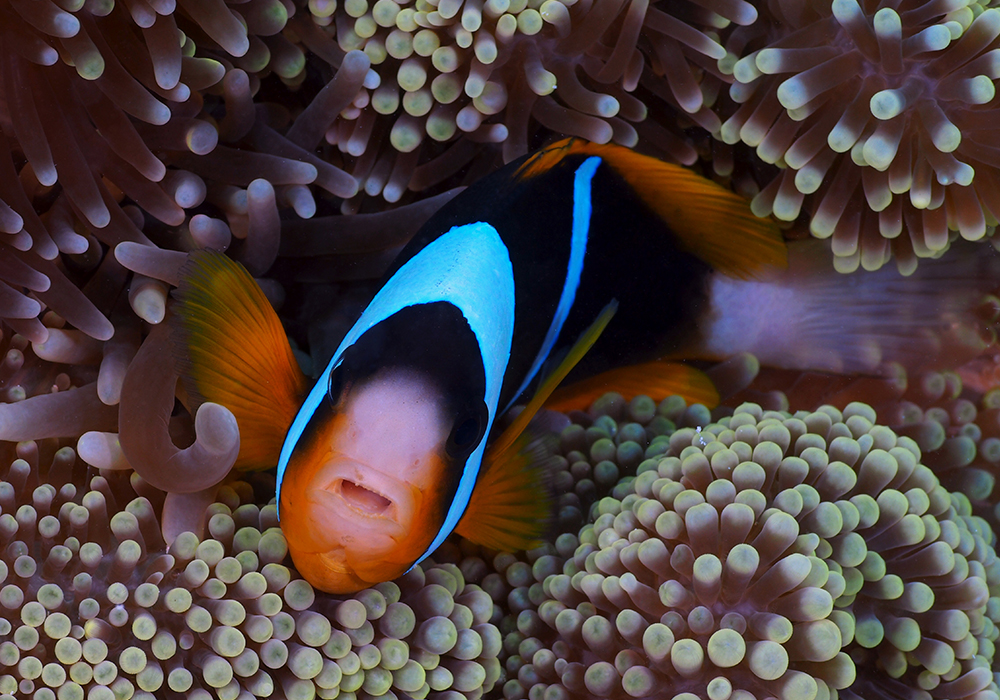 DIVING & SNORKELING IN ZANZIBAR