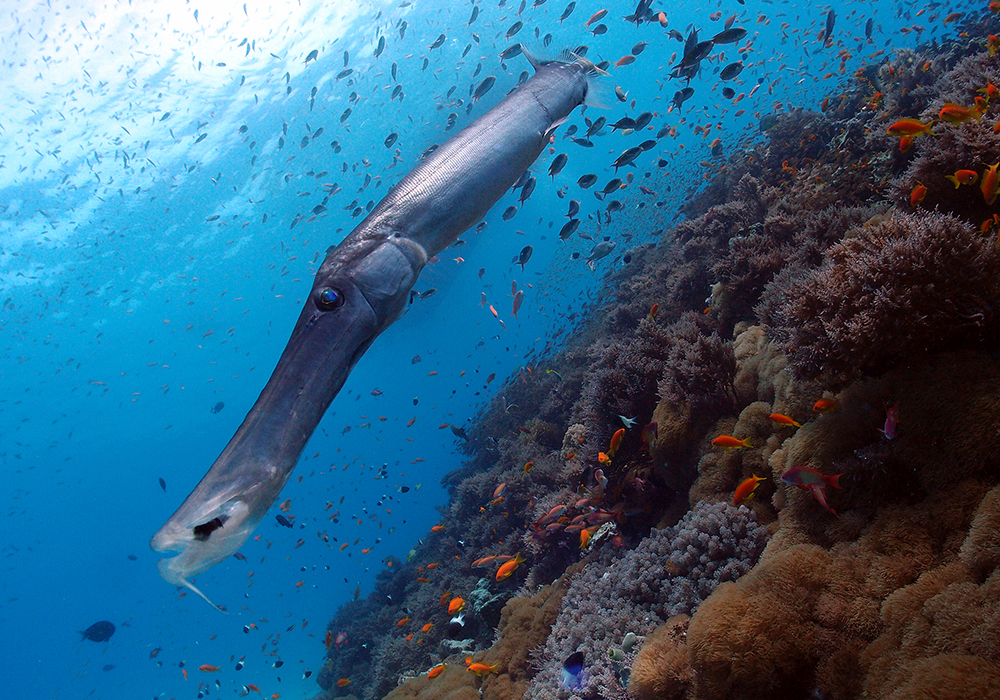 DIVING & SNORKELING IN ZANZIBAR